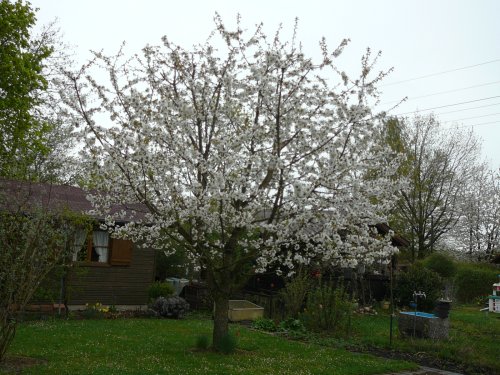 Kirschblütenfest im Garten